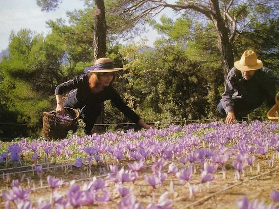 Le Safran du Barroux